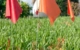 Image of 3 locate flags in the grass.